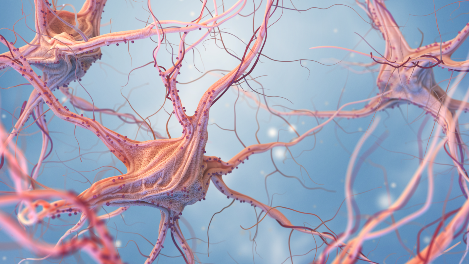 Neurons